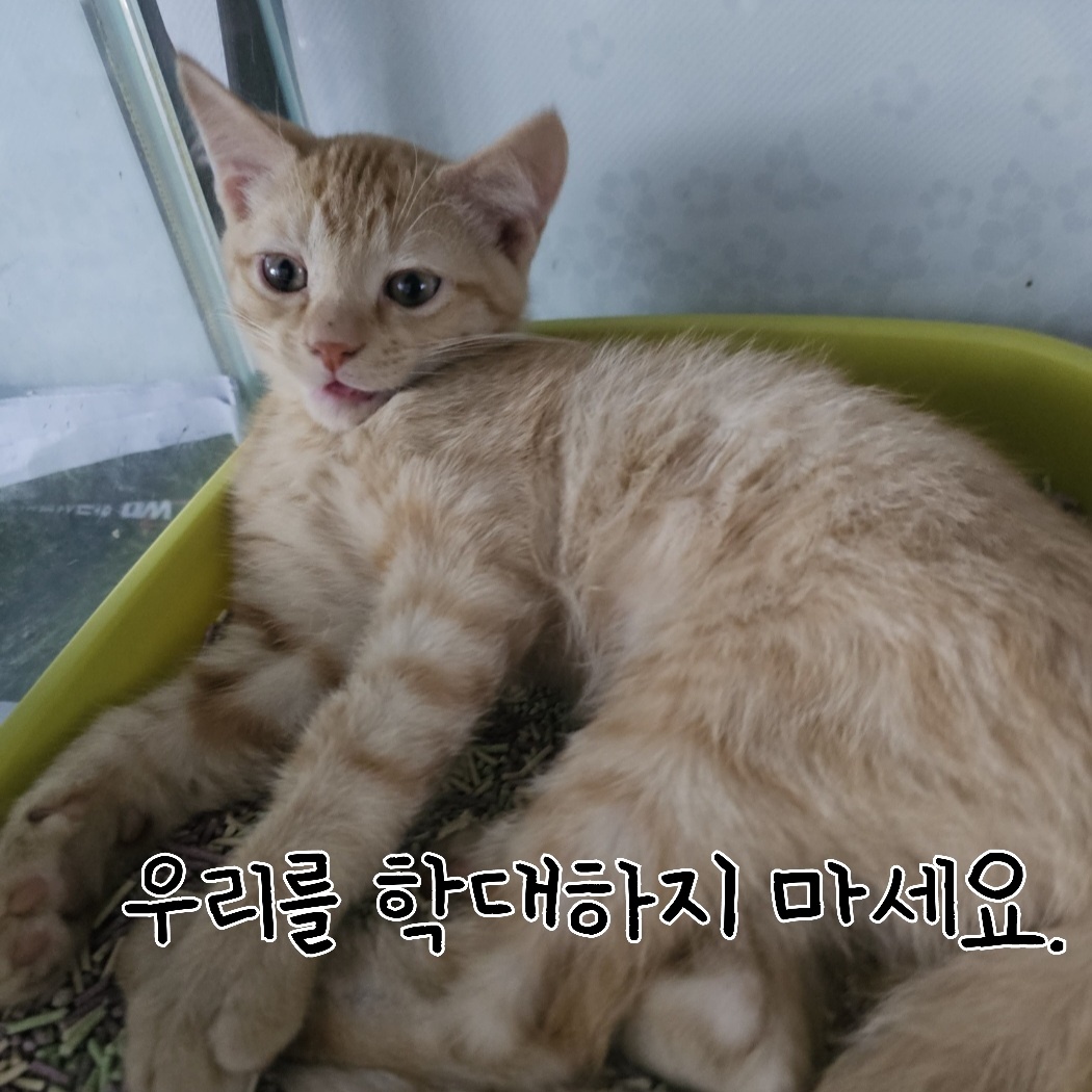 한국 고양이 이미지 파일 입니다.